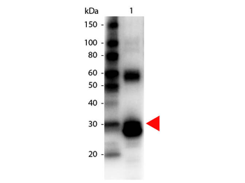 L-Asparaginase Antibody Biotin Conjugated