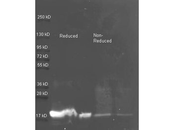 Trypsin Inhibitor Antibody Biotin Conjugated
