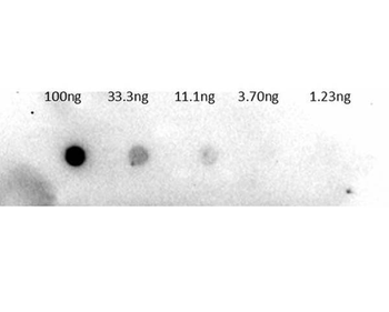 Trypsinogen Antibody Biotin Conjugated
