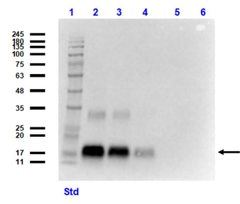 GDF15 Antibody