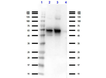 GDF15 Antibody