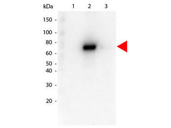 AKT2 Antibody