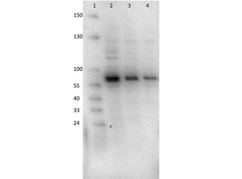 AKT2 Antibody