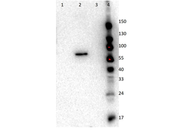 AKT2 Antibody