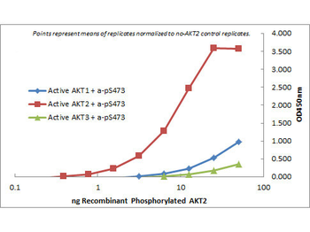 AKT2 Antibody