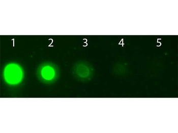AKT2 APC Antibody
