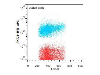 AKT2 APC Antibody
