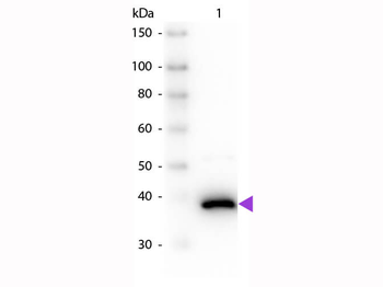 DAO Antibody