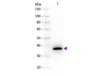 Malate Dehydrogenase Antibody
