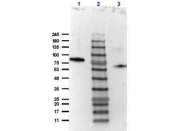 Lactoperoxidase Antibody