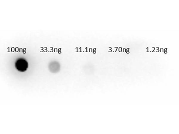 GOT1 Antibody (HRP)