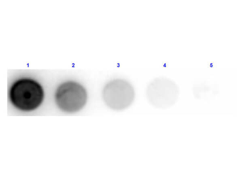 gox Antibody