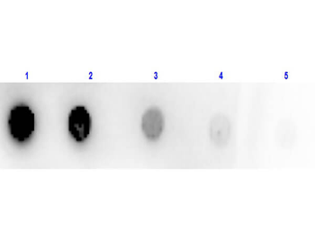 gox Antibody (HRP)