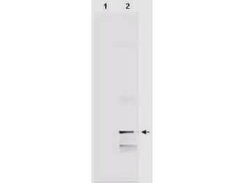 MIF Antibody