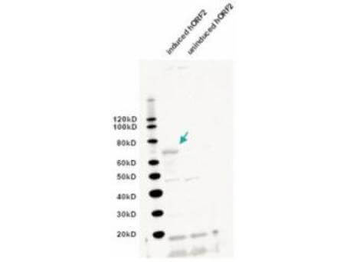 ORF2 Antibody