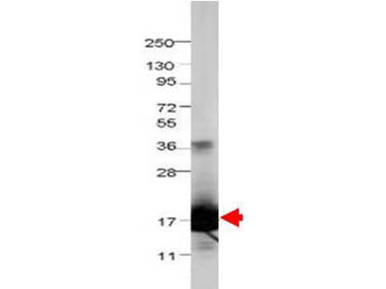 IL1F5 Antibody