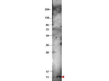 CXCL10 Antibody