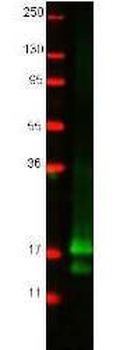 IFN gamma Antibody