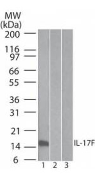 IL-17F Antibody