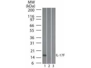 IL-17F Antibody