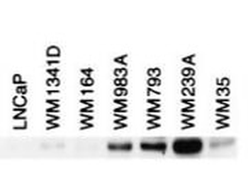BIN1 Antibody
