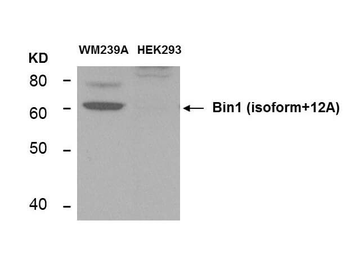 BIN1 Antibody