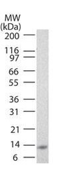IL-17E Biotin Conjugated Antibody