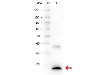 IL1B Antibody
