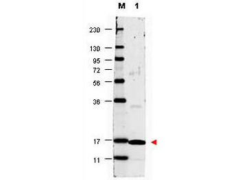 IL-17A Antibody