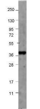 GDF15 Antibody