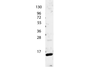 IL-4 Antibody