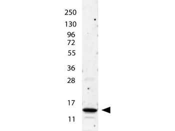 IL-2 Antibody