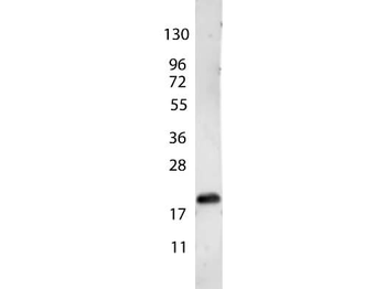 VEGF-165 Antibody