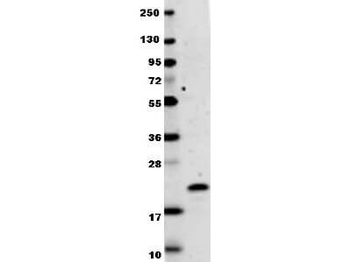 IL-29 Antibody