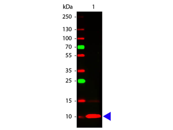 Fractalkine Antibody
