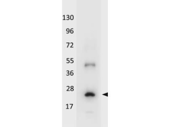 IL-32A Antibody Peroxidase Conjugated