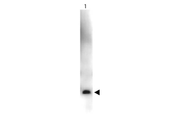 VEGF Antibody Peroxidase Conjugated