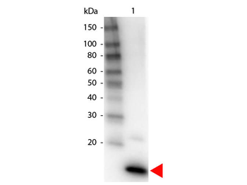 IL-4 Antibody Biotin Conjugated