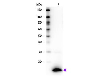 TSLP Antibody Biotin Conjugated