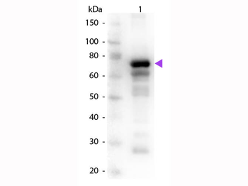 TF Antibody