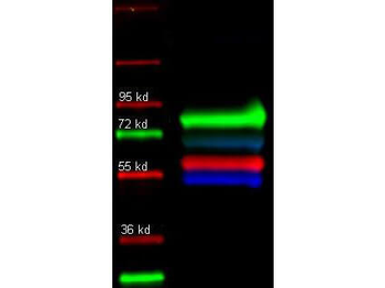 TF Antibody (FITC)