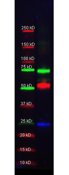 TF Antibody (FITC)