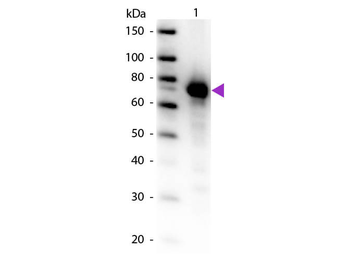 TF Antibody (Biotin)