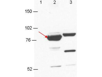 Esrp1/Esrp2 Antibody