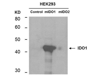 IDO1 Antibody