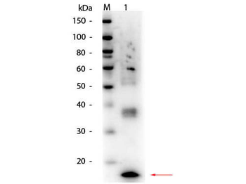 Tnf Antibody