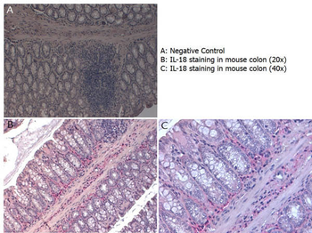 IL-18 Antibody