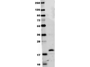 RANKL Antibody