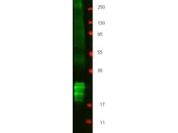 IFN beta Antibody