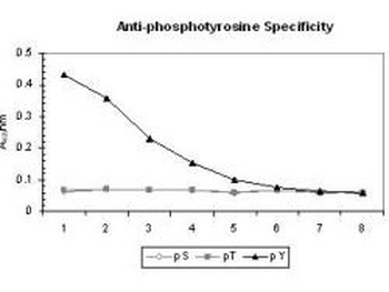 Phosphotyrosine Antibody